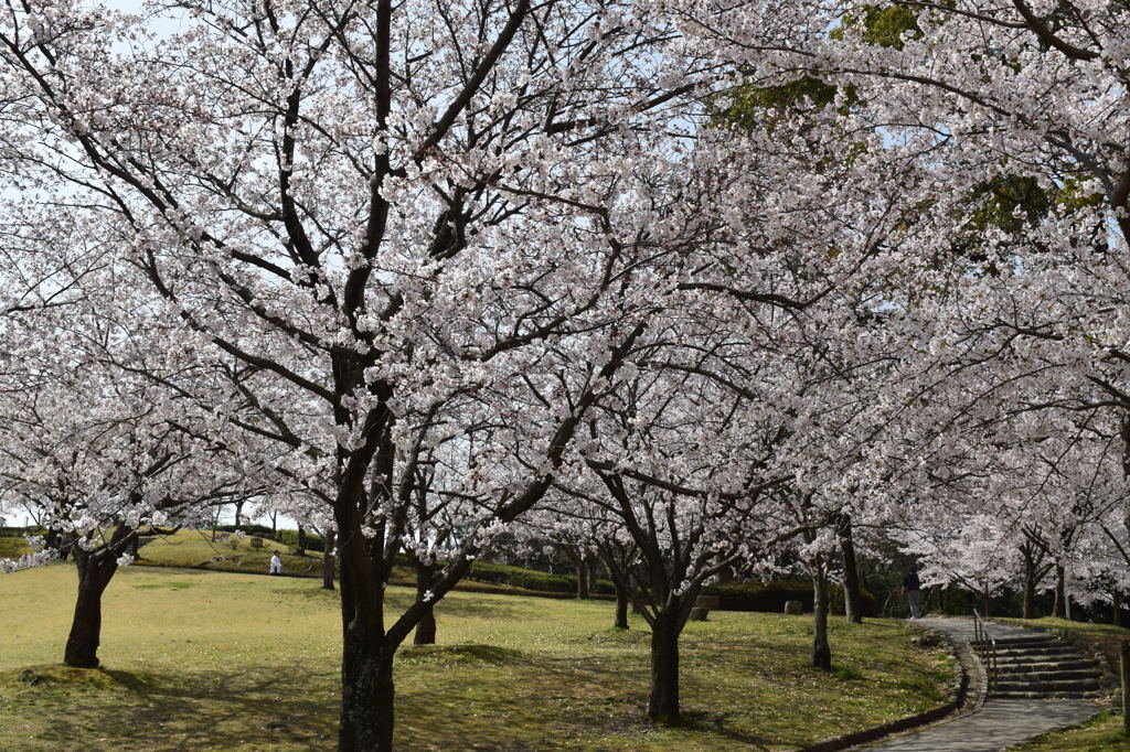 桜のトンネル