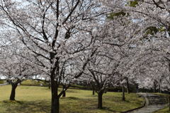 桜のトンネル