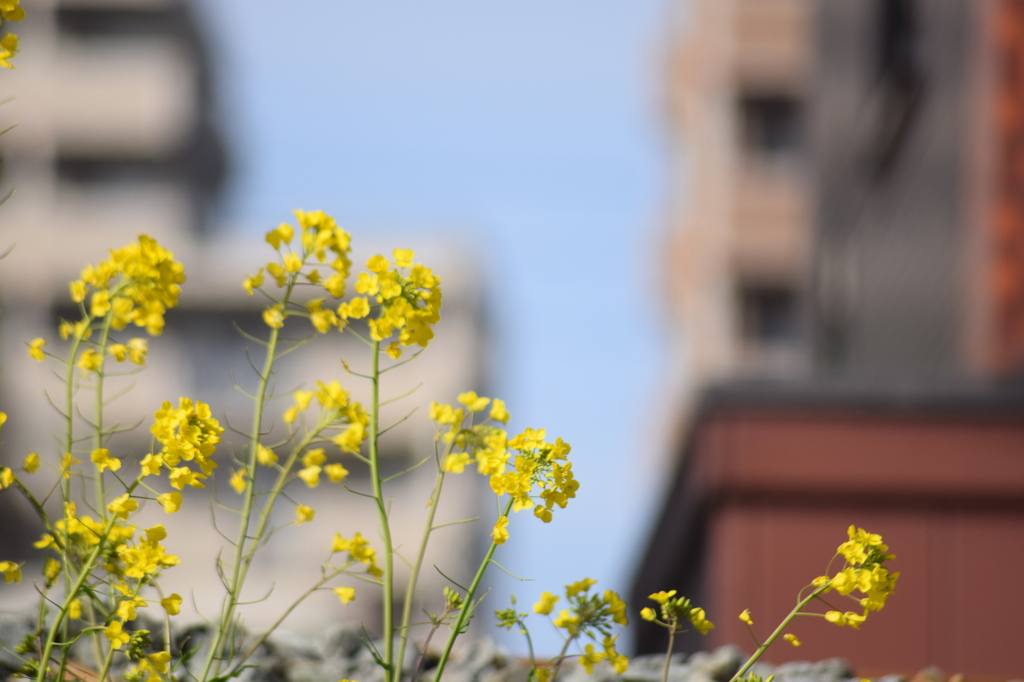 菜の花