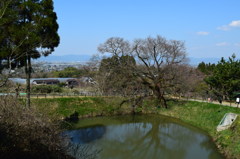 浅井の一本桜2