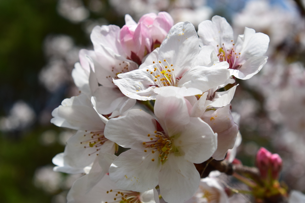 浦山公園　桜2
