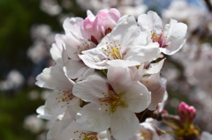 浦山公園　桜2