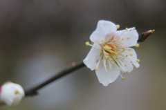 白梅・梅林寺四