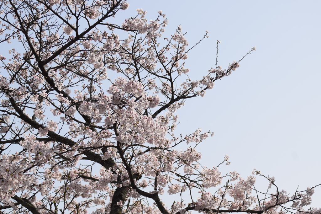 浅井の1本桜(の後ろ)