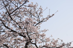 浅井の1本桜(の後ろ)