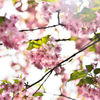 桜2