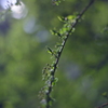 春の息吹