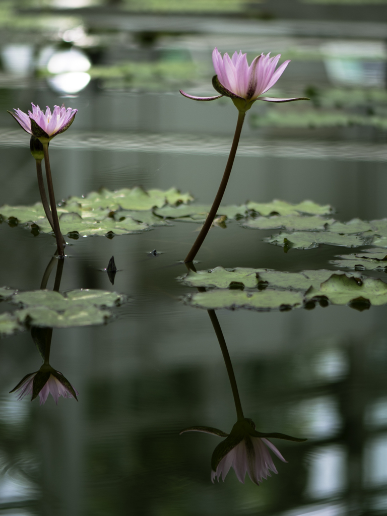 水鏡