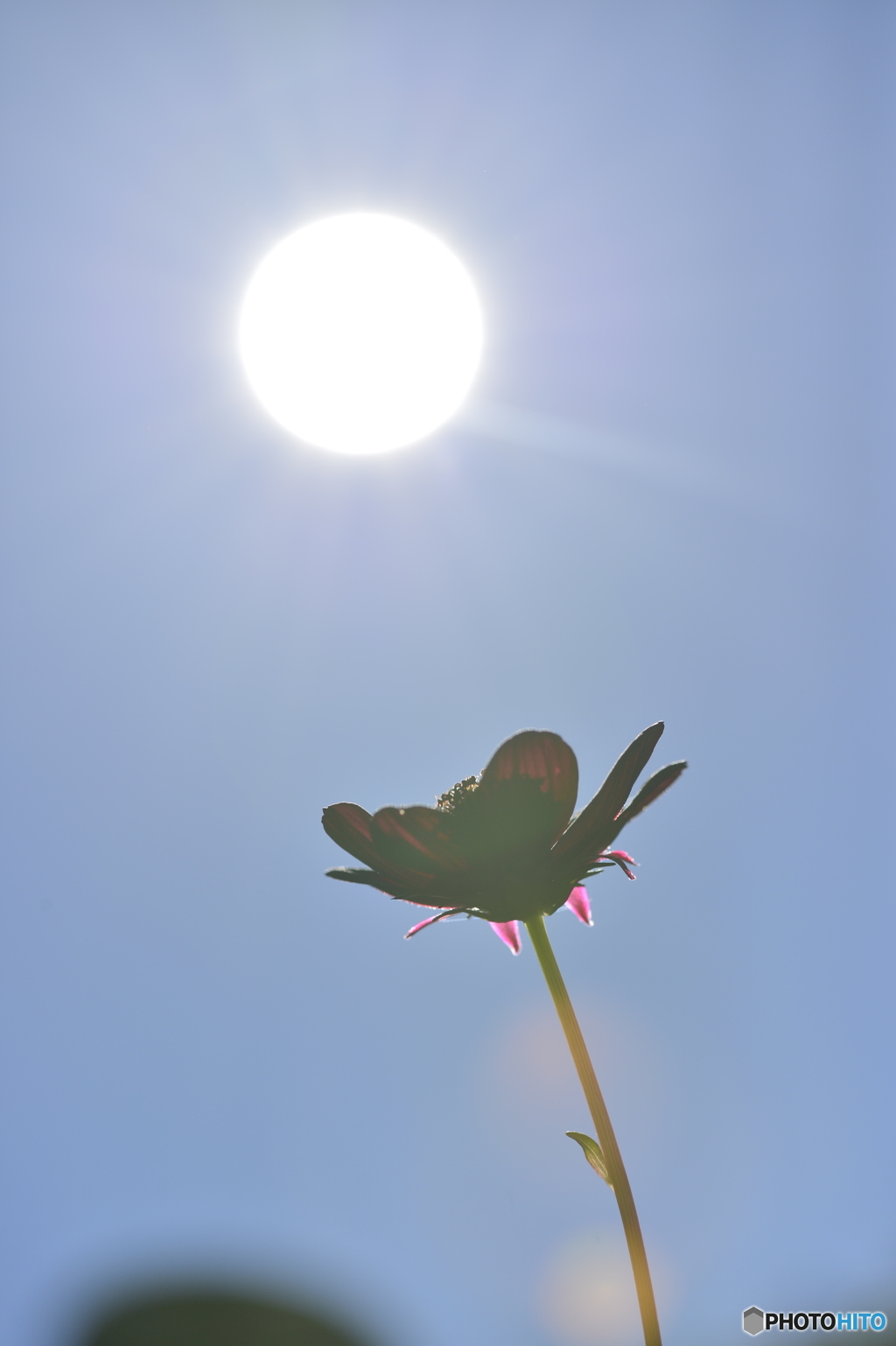 コ「ちょっと眩しすぎるんですけど・・・」