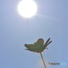 コ「ちょっと眩しすぎるんですけど・・・」