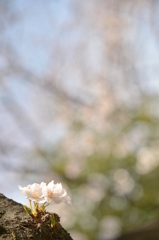 桜　4