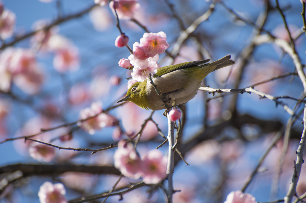 春の使者