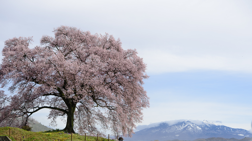 里山の春