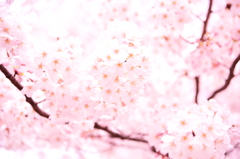 桜　5