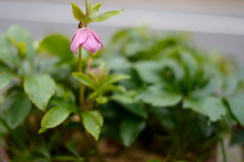 花？葉っぱ？