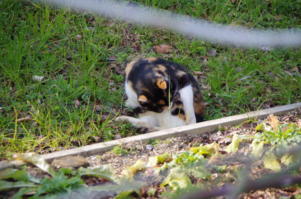 平和な日のねこ