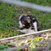 平和な日のねこ