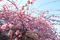 熊本　百梅園にて