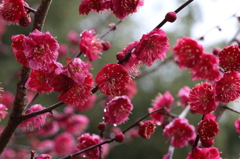 周りよりフライング開花