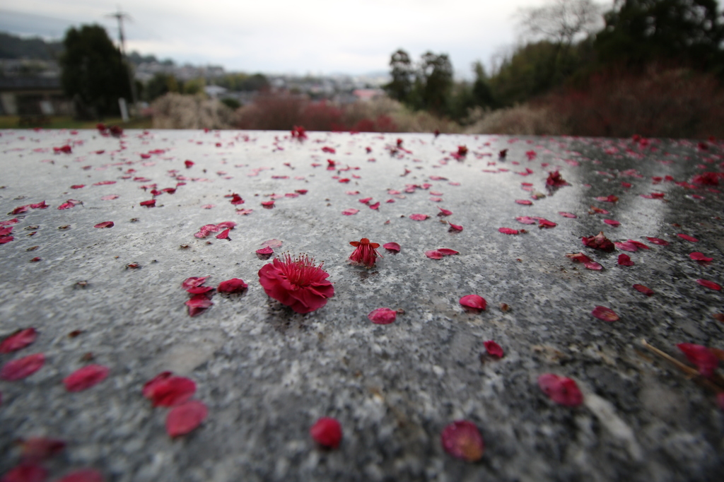 雨で落ちた梅の花 By ぷろぱん Id 写真共有サイト Photohito