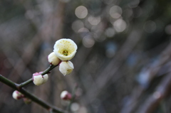 梅の花