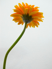 R0010333