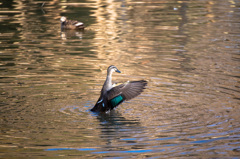 DSC_3588