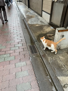 商店街のにゃんこも出勤