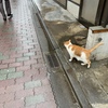 商店街のにゃんこも出勤