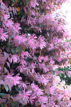 なんかきれいだけど何の花？