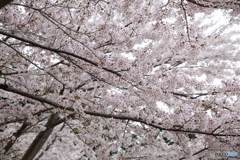 新倉山浅間公園　サクラ　