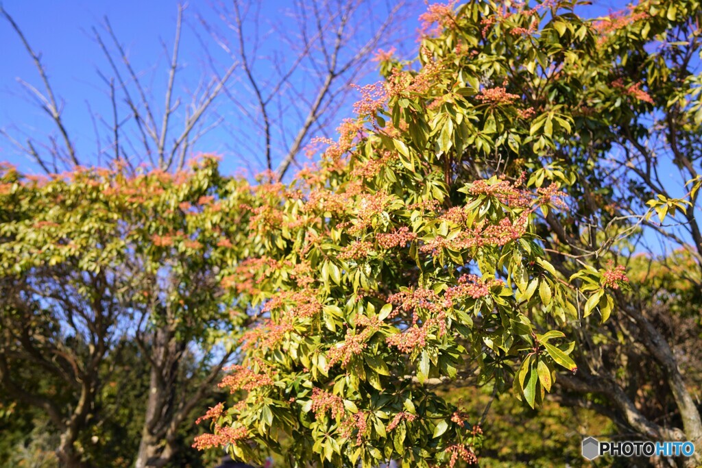 シダンゴ山のアゼビ