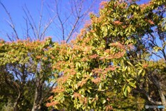 シダンゴ山のアゼビ