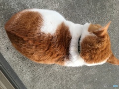 背中の模様がねこの耳のネコ