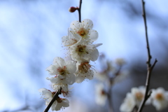 湯河原　梅園　幕山