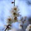 湯河原　梅園　幕山