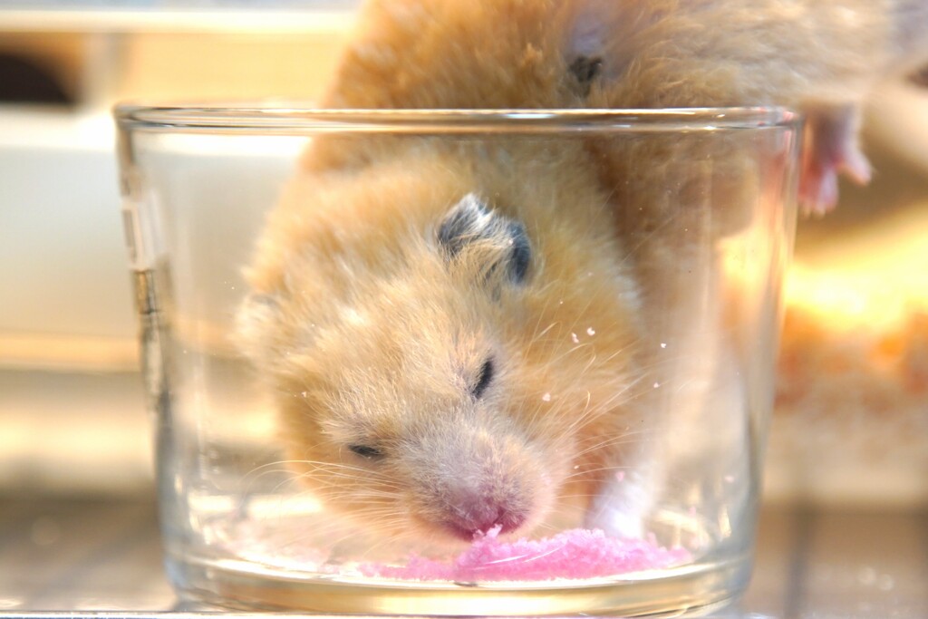 ハムスター　窮屈でちけど幸せでち