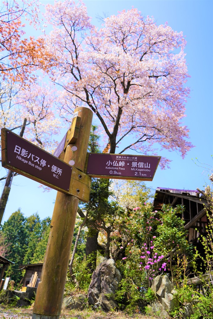 桜