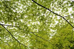 緑がいいね