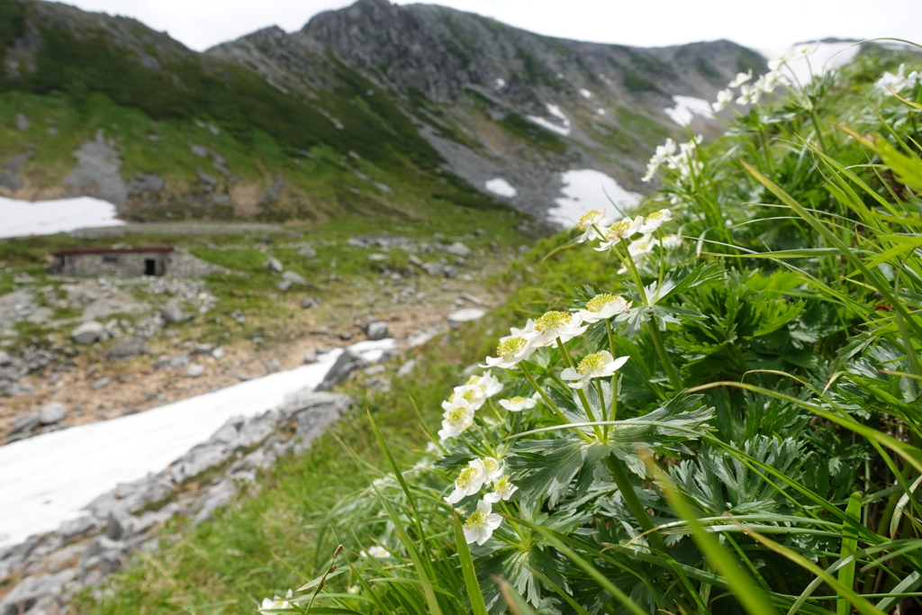 立山の高原植物