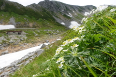 立山の高原植物