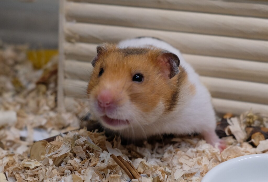 小屋がもういっぱいなんですよ～