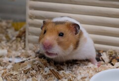 小屋がもういっぱいなんですよ～