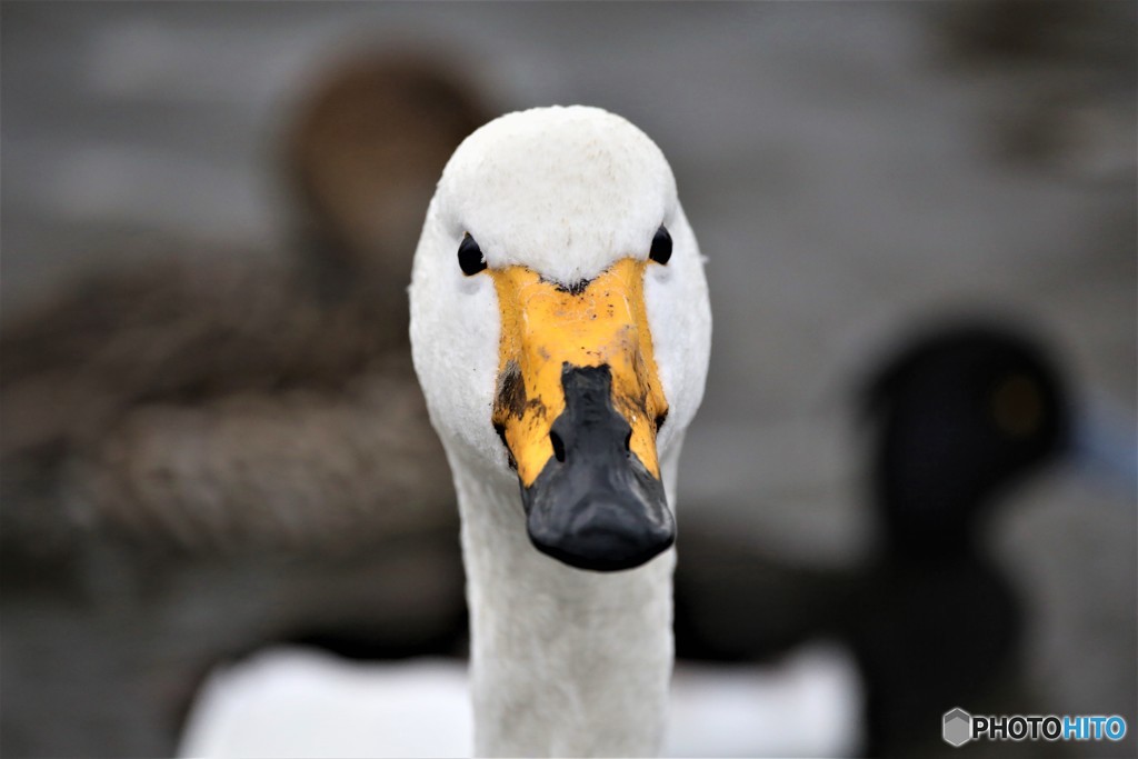 怒った白鳥さん　2019年