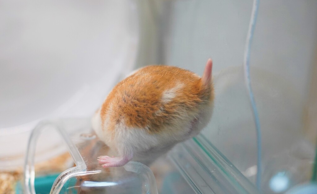 妖怪センサーがピーン