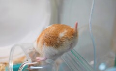 妖怪センサーがピーン