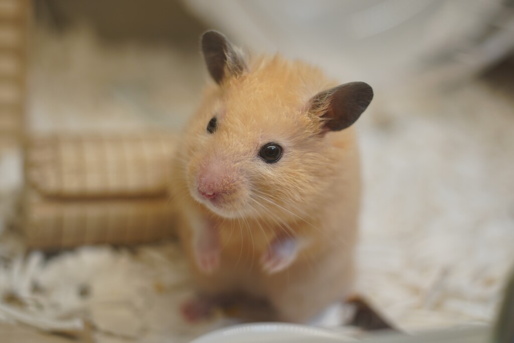 耳がピカチューだ！