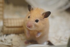 耳がピカチューだ！