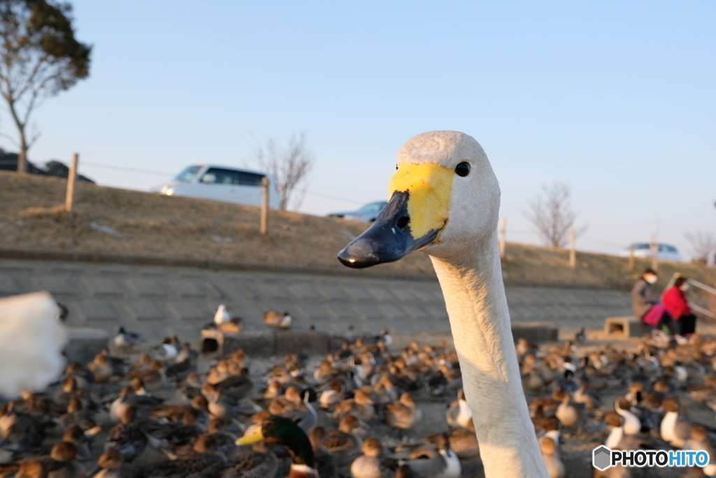 北浦　白鳥の郷　2018