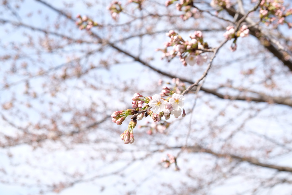 津久井湖の桜　2分咲き